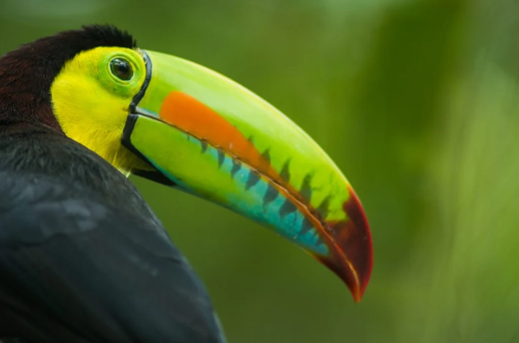 Nikki cabins Cerro azul Tucan